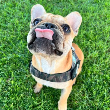 Rolo, Chief Treat Tester and company mascot at Shrunk